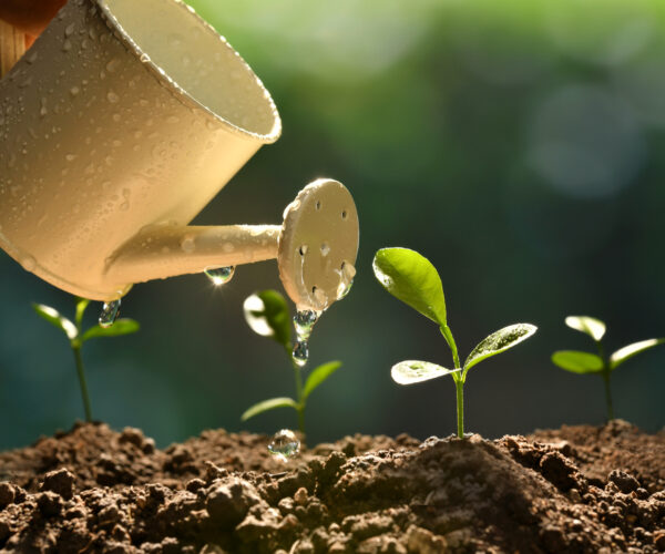 Sprout watered from a watering can on nature background