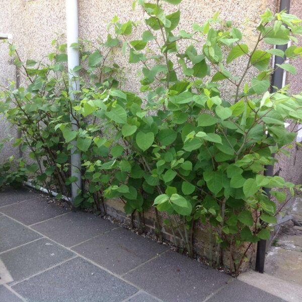 japanese knotweed